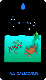 Tiertarot: Ass der Kelche