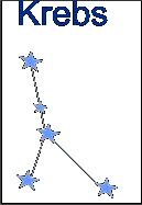 Sternbild: Krebs